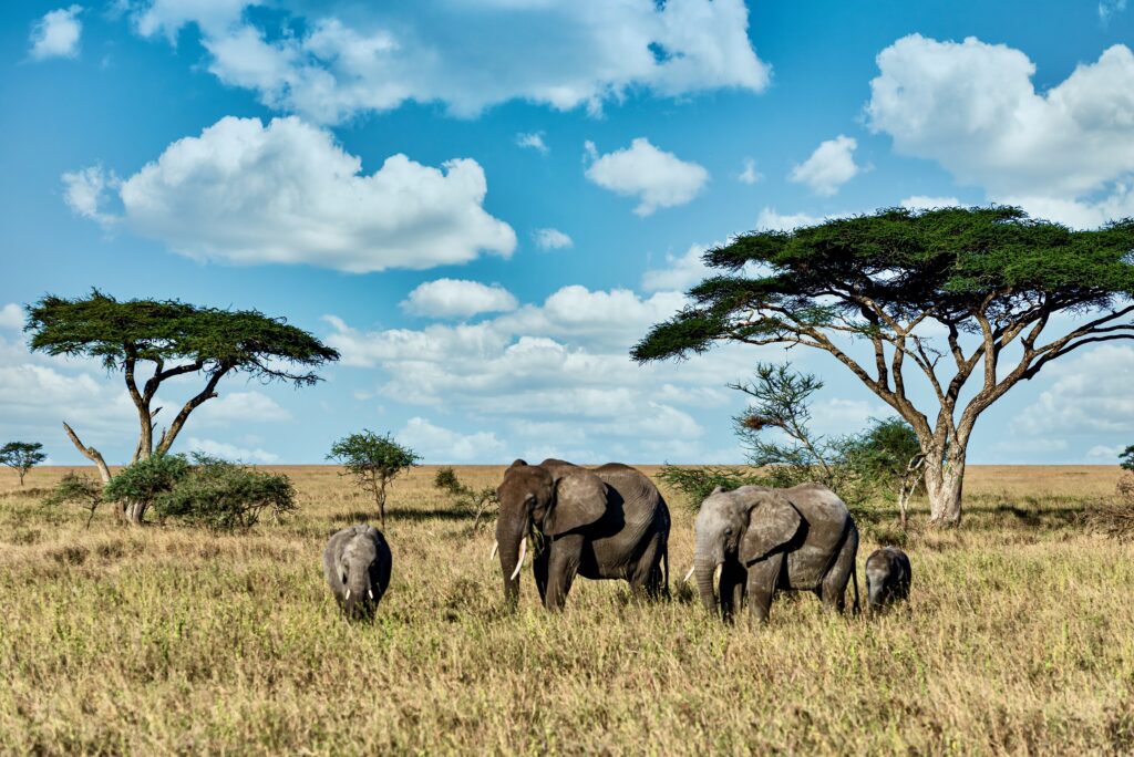 Kenya Holiday